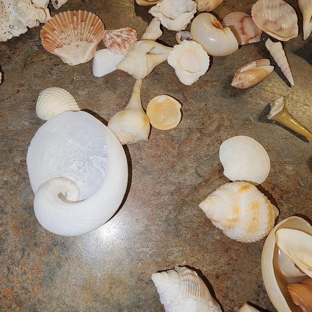 Beautiful Sea Shells Lot- Some Unique & Rare Shark teeth Aquarium Nautical Decor